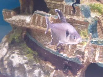 sickfish.webp