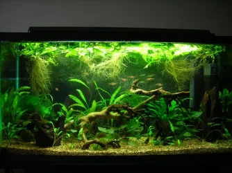 33g July 2-10 (1).webp