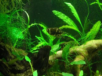 Choc gourami2.JPG