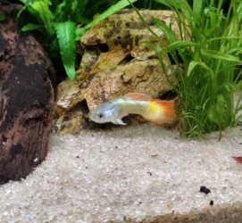 guppy-tail.webp