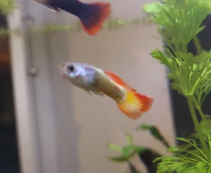 guppy-tail3.webp