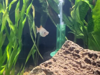 Swordtail 2.webp