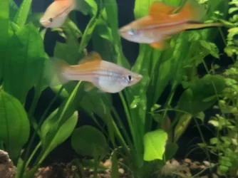 Swordtail.webp