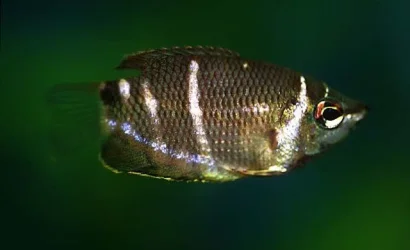 Sphaerichthys osphromenoides2.webp