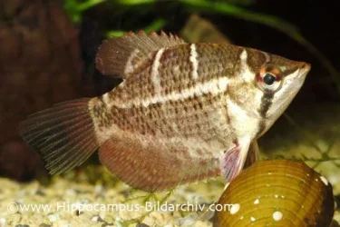 Sphaerichthys selatanensis.webp