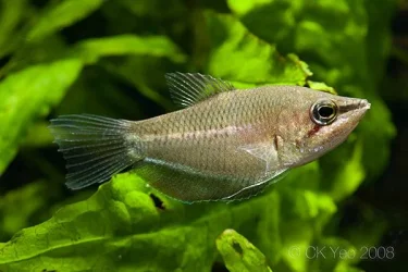 Sphaerichthys acrostoma.webp