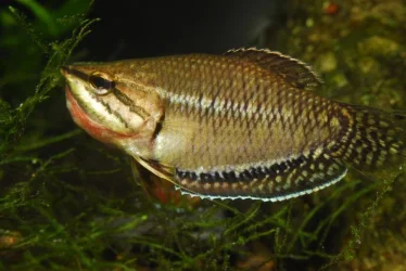 Sphaerichthys vaillanti courting male.webp