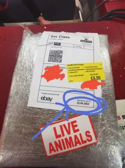 live animals parcel.webp