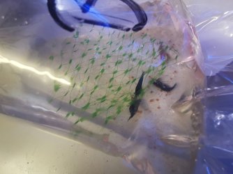 2 shrimp in bag.jpg 2 shrimp in bag.jpg