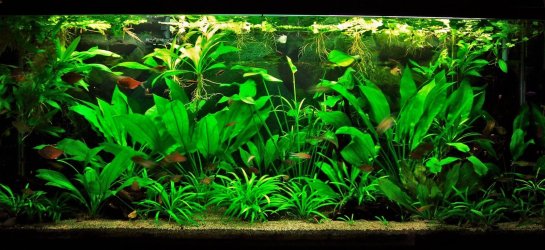 115g May 27-14.JPG