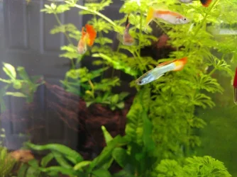 fish2.webp