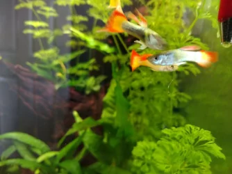 fish1.webp
