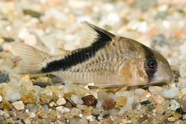 Corydoras melini1.webp
