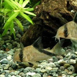 Corydoras melini2.webp