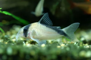 Corydoras davidsandsi3.webp