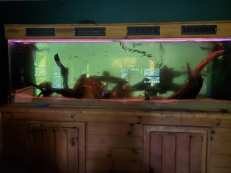 algae bloom 1.webp
