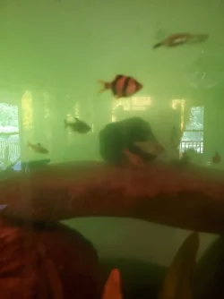 algae bloom 2.webp