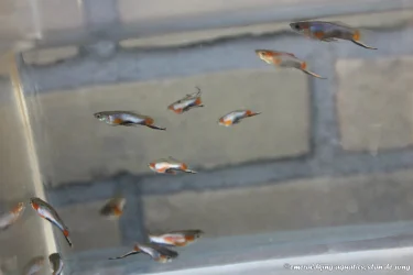 livebearer7 399.jpg