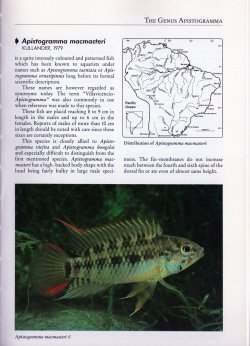 Apistogramma macmasteri1.jpg
