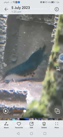 mrsshrimp05.07.23.webp