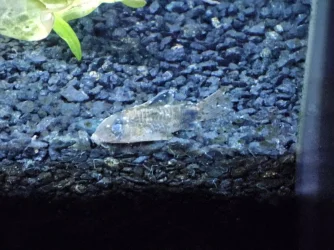 Catfish.webp