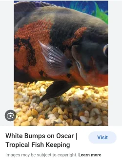 Screenshot_20230707-211514_Google.webp