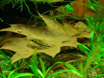 pygmy cory adult & 2 stages fry Oct 13-14.webp