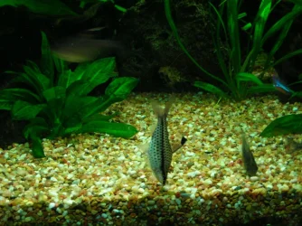 Chilodus punctatus.webp