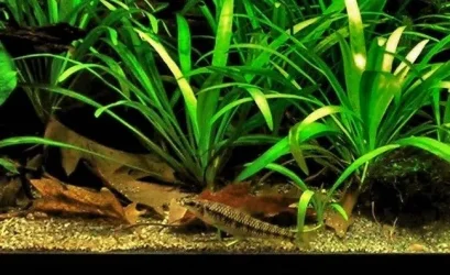 40g April 20-18 (2) - Copy.webp