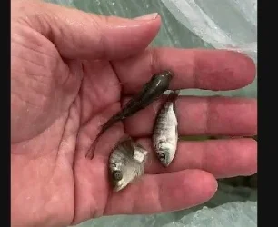 Fingerlings.webp