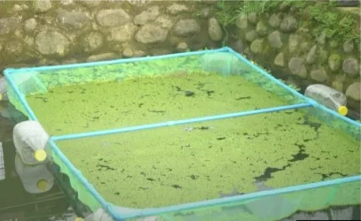 duckweed-1.webp