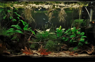 29g Sep 29-2021 (2).webp