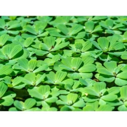 Water Lettuce - Pista Stratiotes.webp