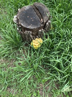 IMG_4119.jpeg