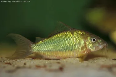 Corydoras [Brochis] splendens2.webp
