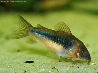 Corydoras aeneus.webp