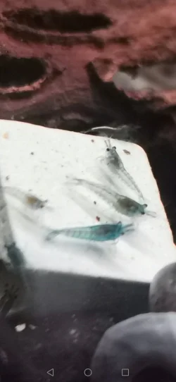 Screenshot_20230801_152143_com.android.gallery3d.webp