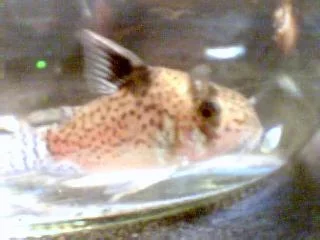 Image066.webp