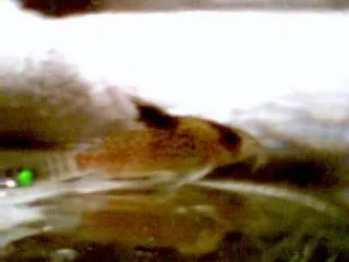 Image063.webp