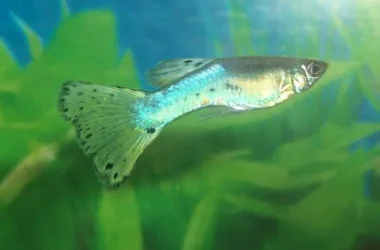 guppy15spots.webp