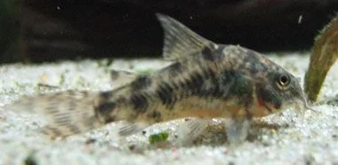 peppered_cory.webp