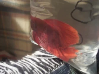 redhugetail.webp