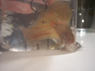 stephchoc.webp