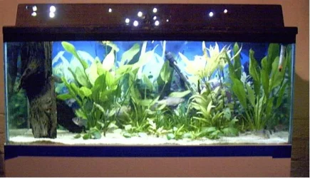 tank1.webp