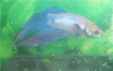 arnie16pic2bubbles.webp