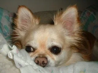 Joey3.webp