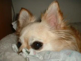 Joey2.webp