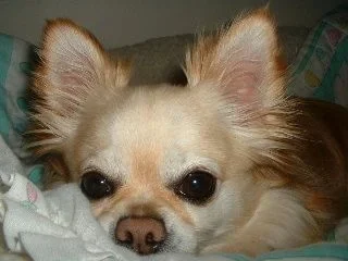 Joey4.webp