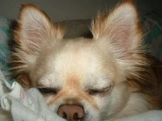 Joey.webp