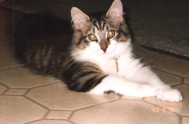 Nermal__1.webp